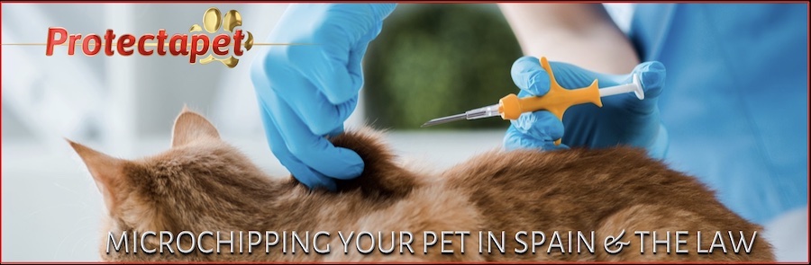 A CAT BEING CHECKED FOR A MICROCHIP TO GET THE IDENTITY NUMBER TO FIND THE OWNER